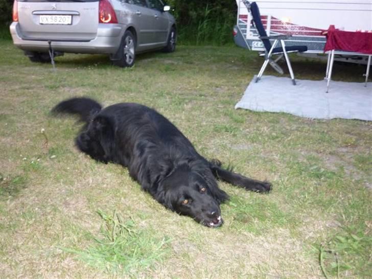 Hovawart Kenzo billede 3