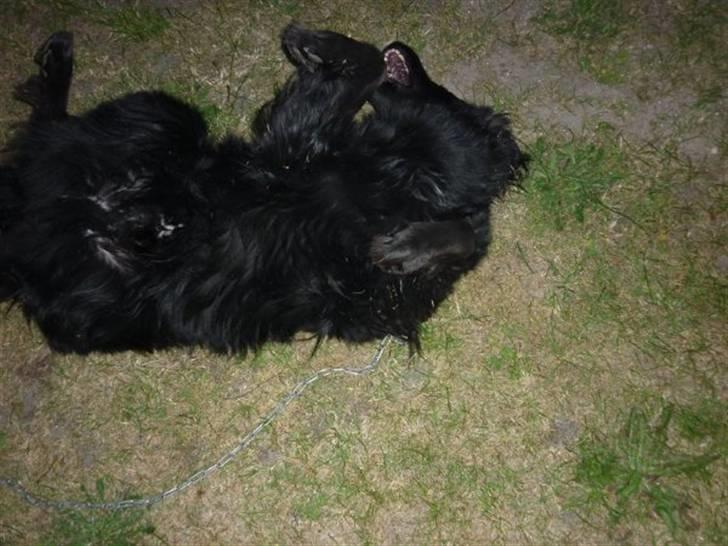 Hovawart Kenzo billede 4