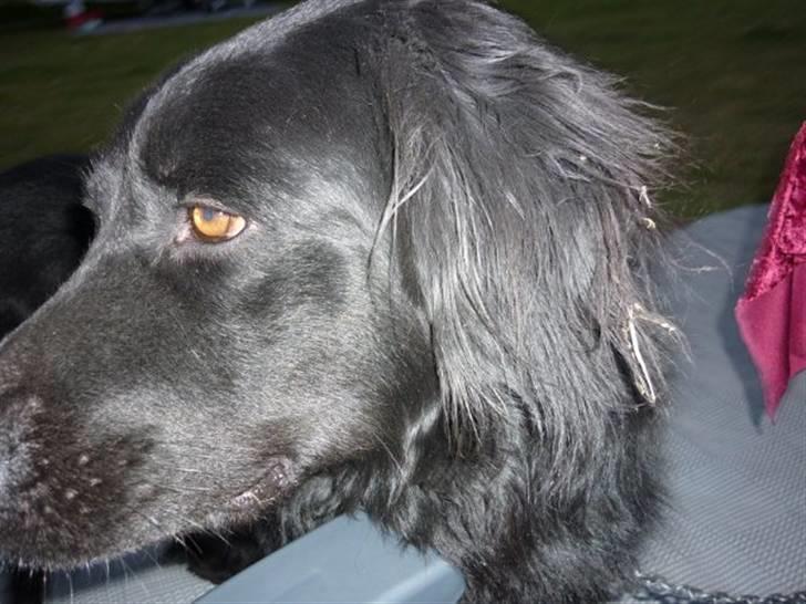 Hovawart Kenzo billede 5