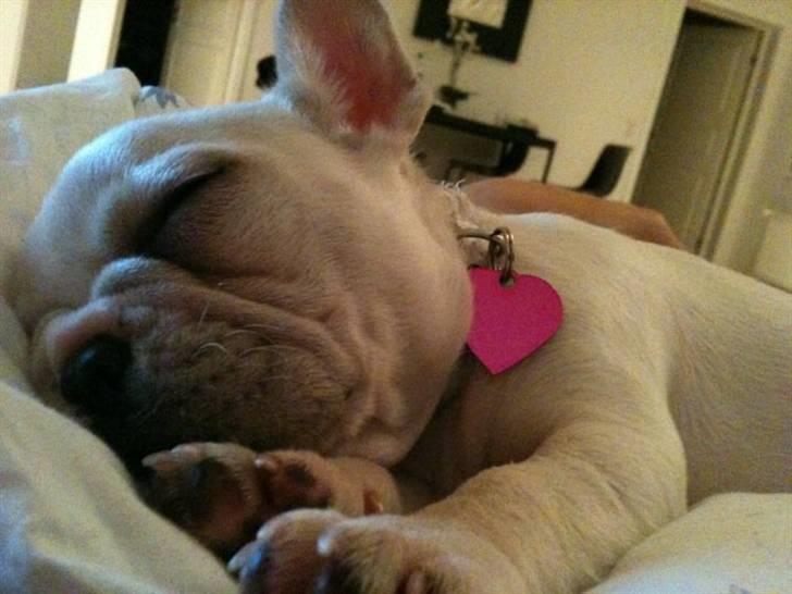 Fransk bulldog Cleopatra billede 12