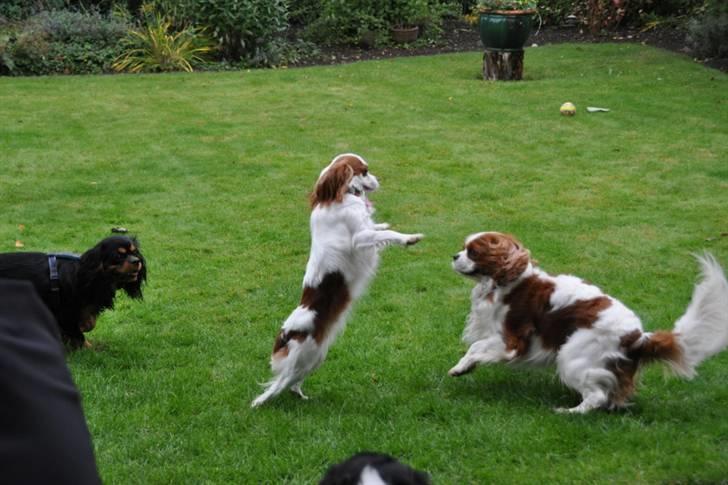 Cavalier king charles spaniel nala billede 14