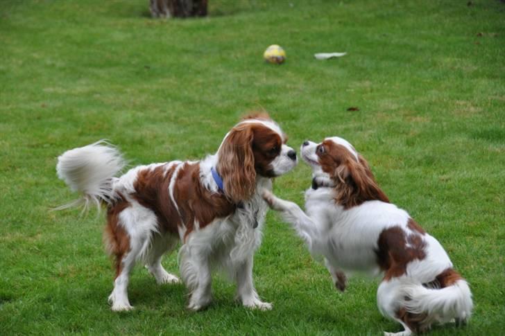 Cavalier king charles spaniel nala billede 15