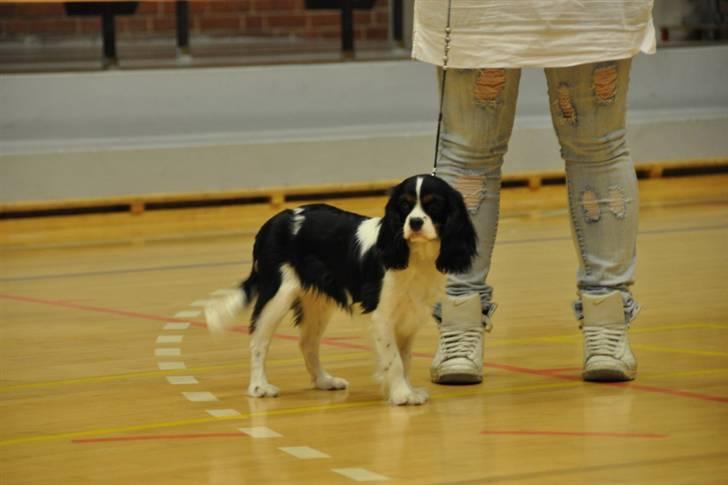 Cavalier king charles spaniel Cuba billede 17
