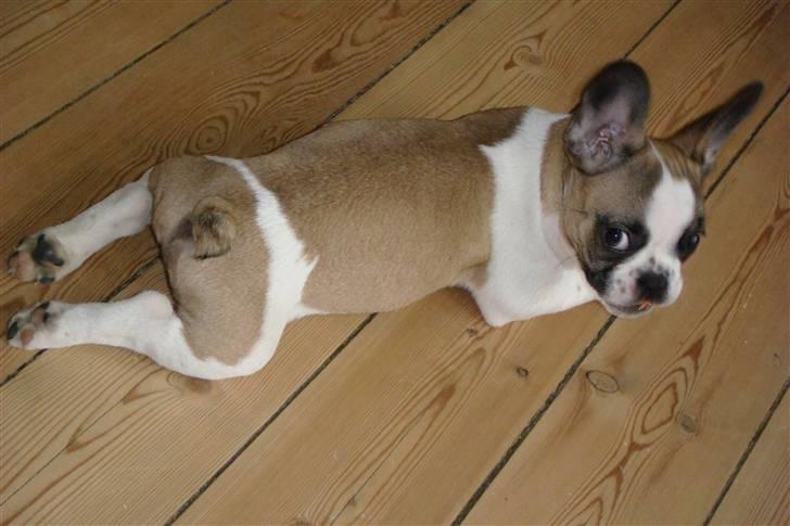 Fransk bulldog Monrad - Knapt 10 uger gammel og fræk som bare pokker c",) billede 1