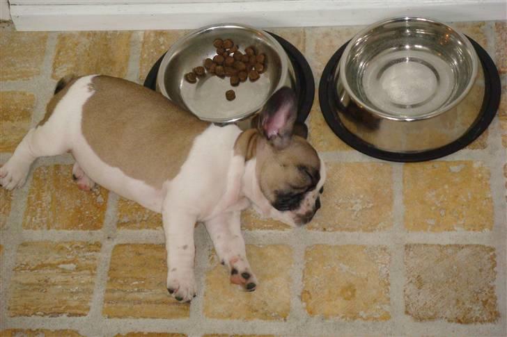 Fransk bulldog Monrad - 8 uger gammel - dengang madskålen ikke nødvendigvis blev tømt med det samme.... billede 2