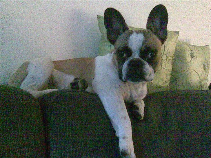 Fransk bulldog Monrad - Yndlingspladsen billede 3