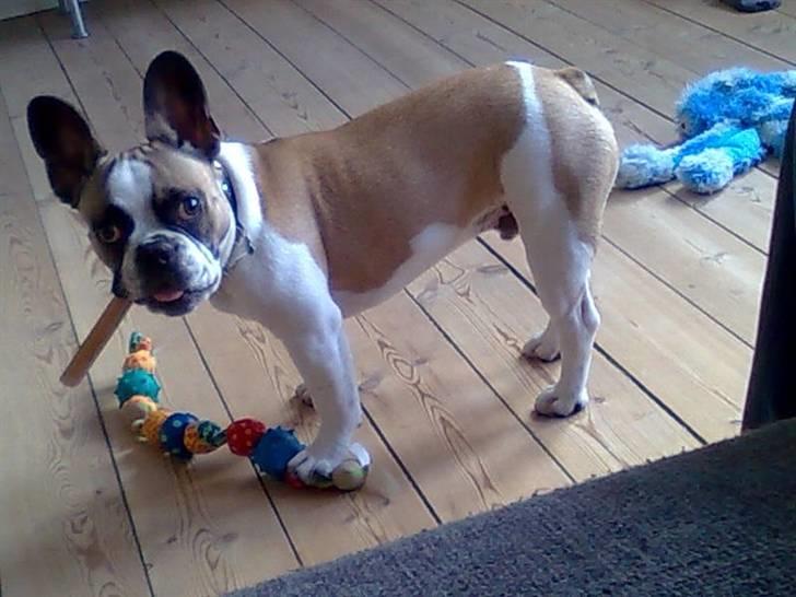 Fransk bulldog Monrad - Elsker at multitarske med alt mit legetøj på én gang *SS* billede 4