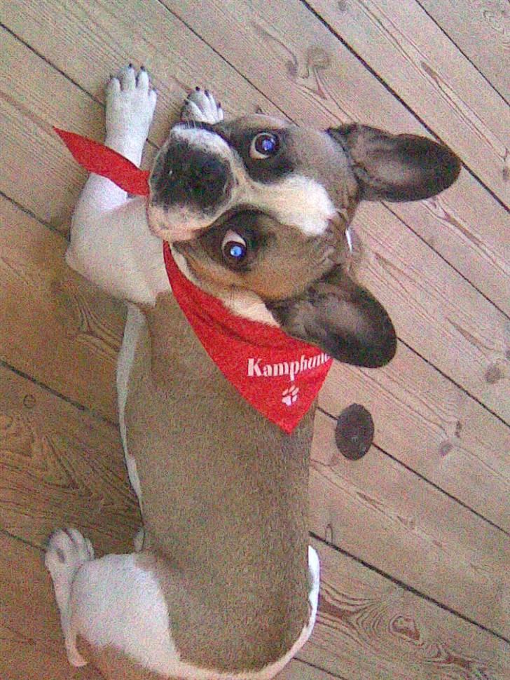 Fransk bulldog Monrad - Skal jeg virkelig....... ! billede 5