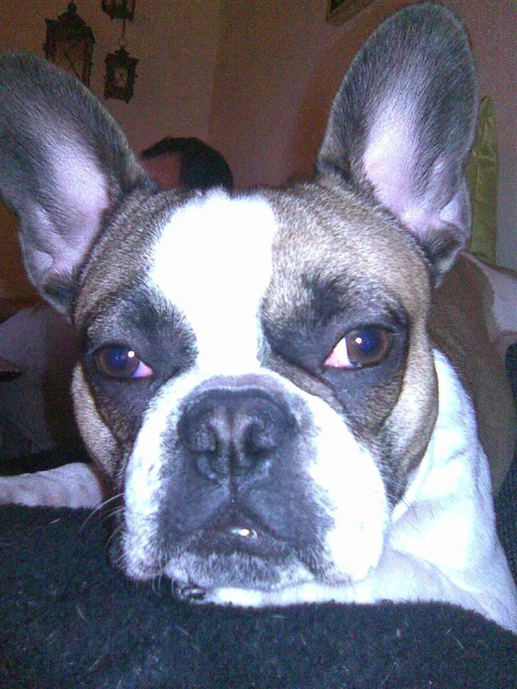 Fransk bulldog Monrad - Dovendidrik.... billede 6