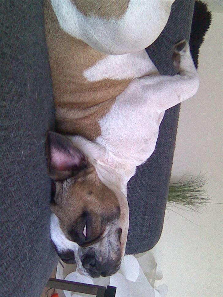 Fransk bulldog Monrad - Den bedste lur foregår i sofaen, når mor og far ikke ser mig - tror jeg ;o) billede 7