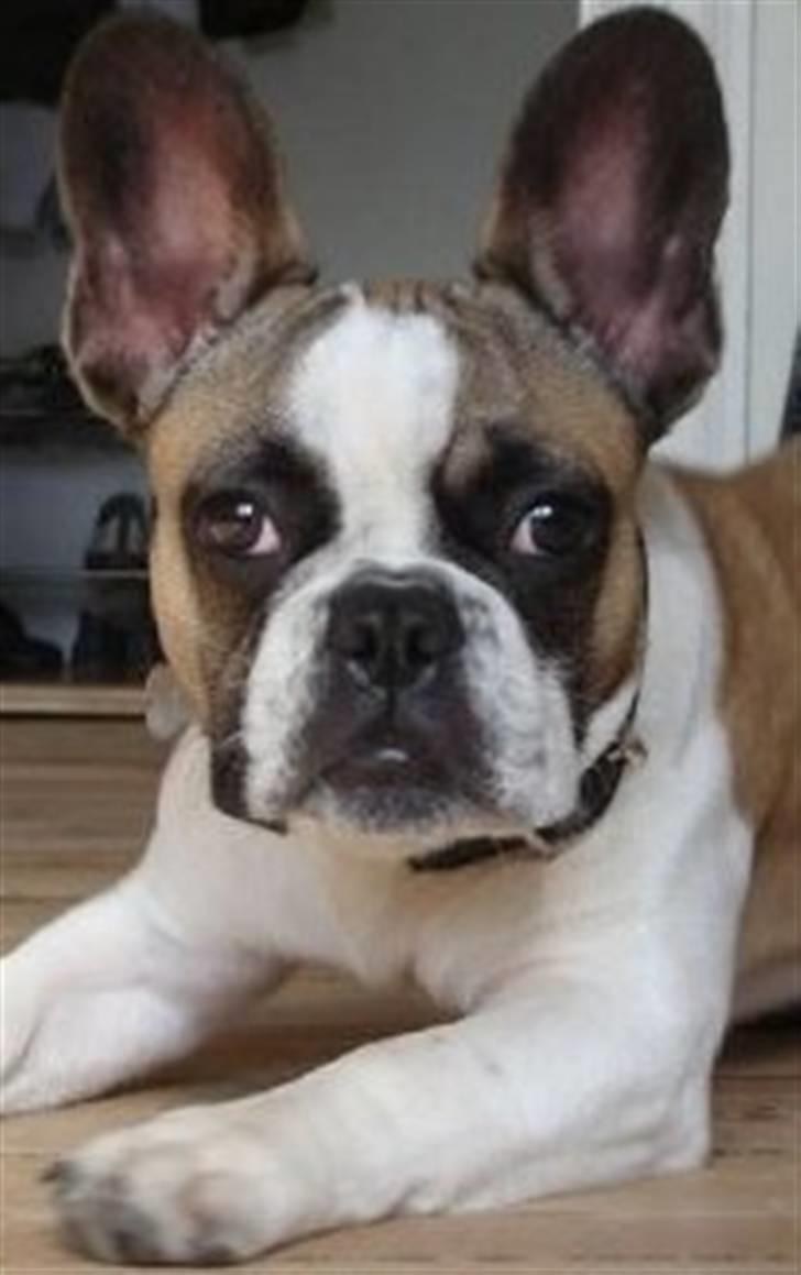 Fransk bulldog Monrad - Vores Monsefyr 1½ år gammel billede 8