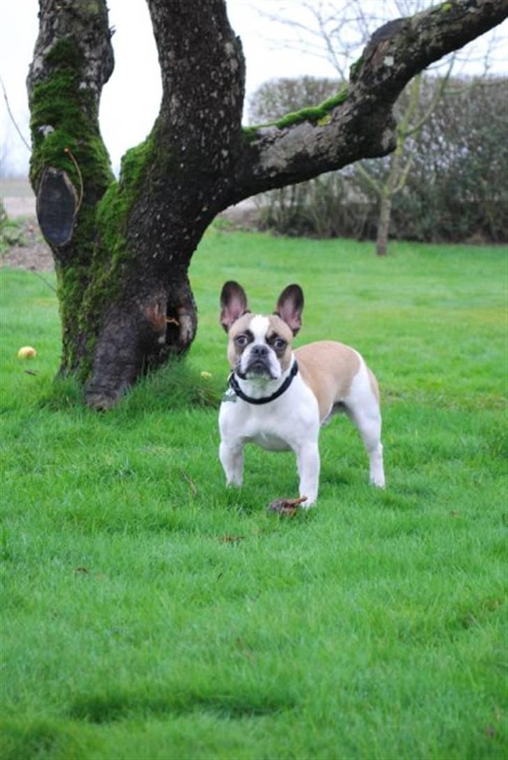 Fransk bulldog Monrad - Lige knap 1 år gammel billede 9