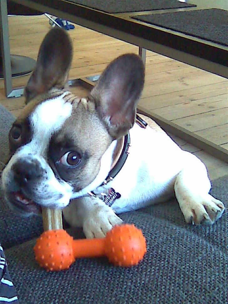 Fransk bulldog Monrad billede 10