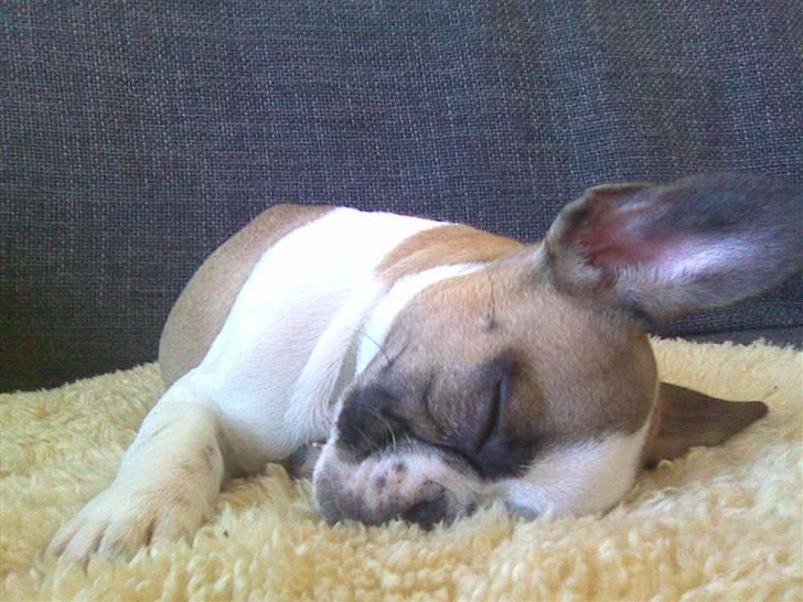 Fransk bulldog Monrad billede 11