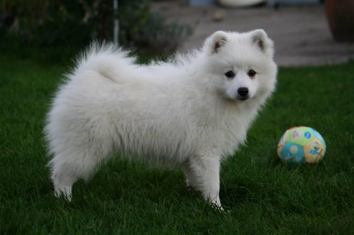 Japansk spids Hira billede 1