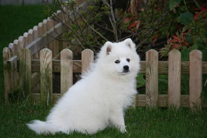 Japansk spids Hira billede 2