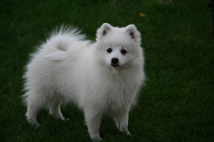 Japansk spids Hira billede 3