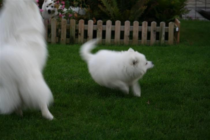 Japansk spids Hira billede 4