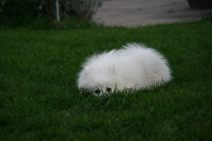 Japansk spids Hira billede 5