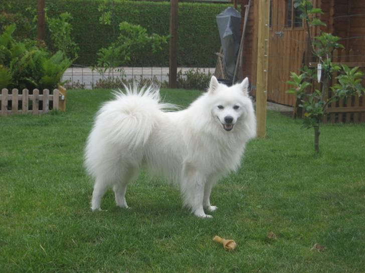 Japansk spids Wonder billede 1