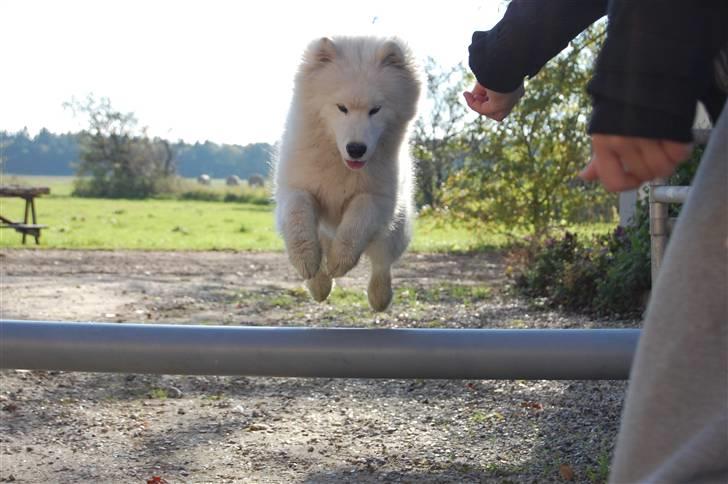 Samojedhund Blue Balou billede 18