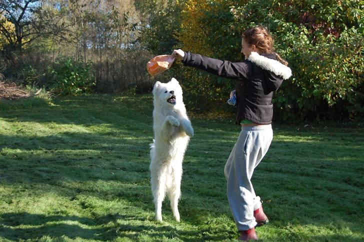 Samojedhund Blue Balou billede 19