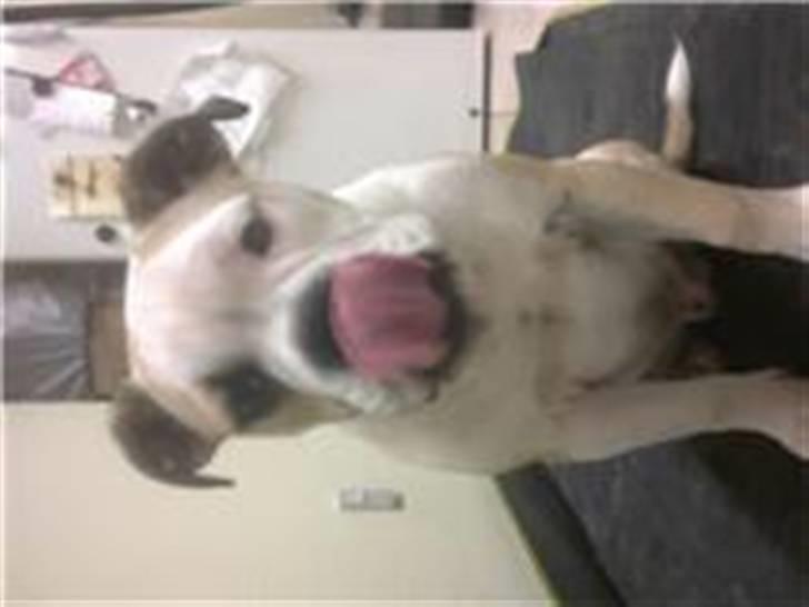 Olde english bulldogge Tjalfe billede 9