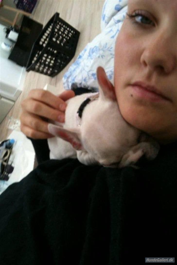 Fransk bulldog Cleopatra billede 13