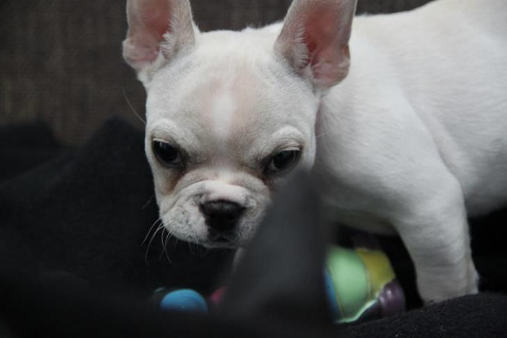 Fransk bulldog Cleopatra billede 14