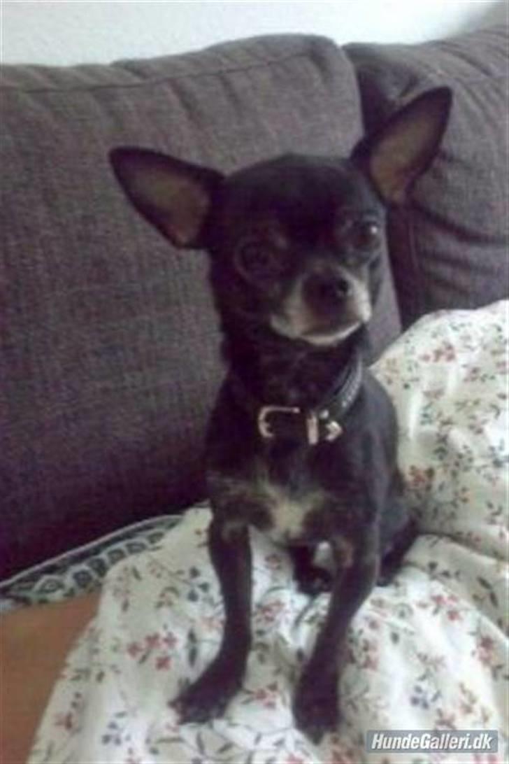 Chihuahua Cæsar billede 8