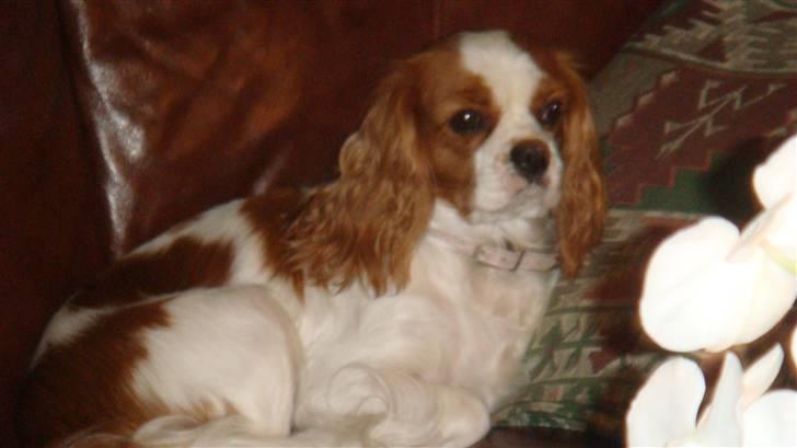 Cavalier king charles spaniel Emma - ja her sidder prinssesen venter på mor kommer og sidder sammen med hende billede 1