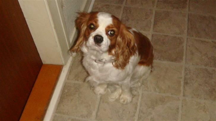 Cavalier king charles spaniel Emma - er jeg ikke smuk mor , sååååååååå hvad med en godbid billede 2