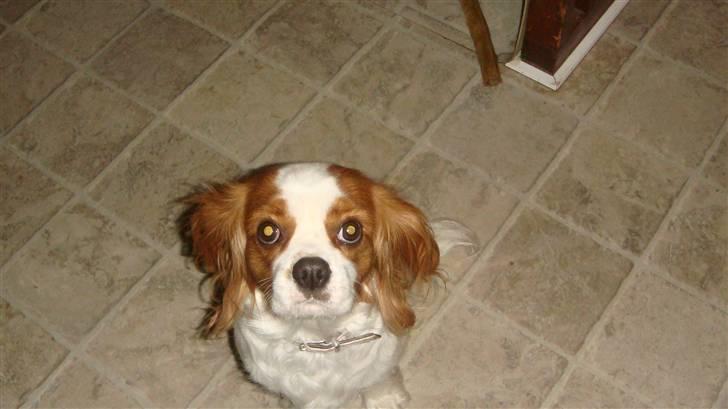 Cavalier king charles spaniel Emma -  venter på vi skal  ud   billede 3
