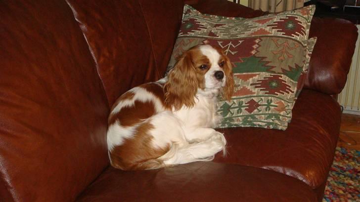 Cavalier king charles spaniel Emma - ja det er altid rart at finde sin hygge plads  billede 4