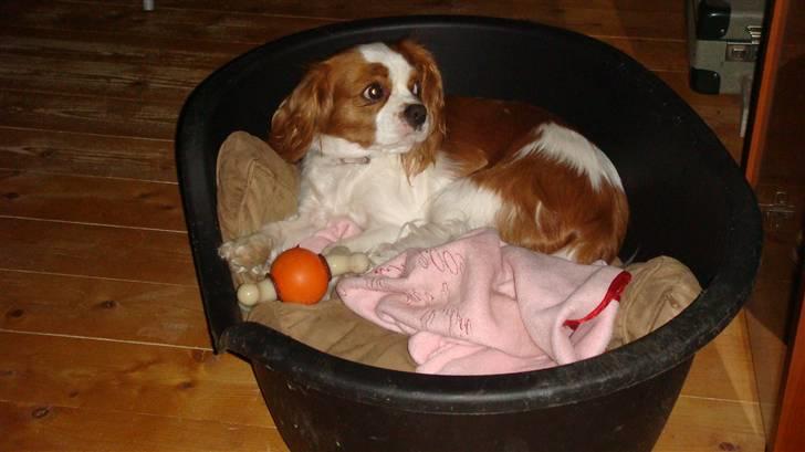 Cavalier king charles spaniel Emma - men kurven er  nu også rart at ligge efter den dejlige tur til vandet billede 5