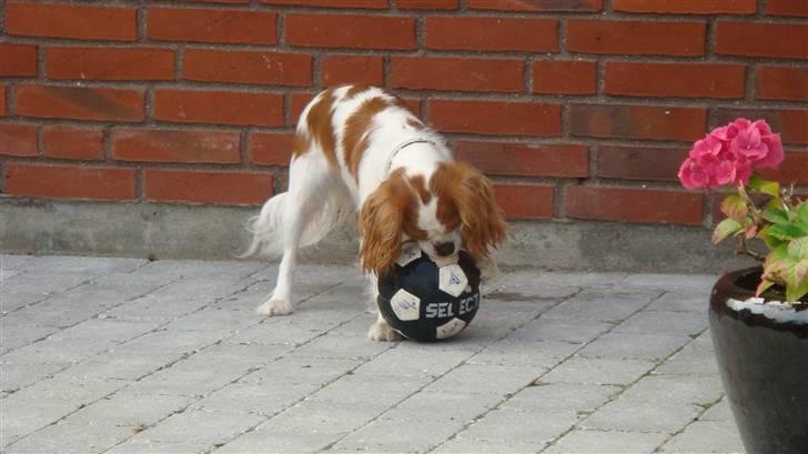 Cavalier king charles spaniel Emma - bolden er et at mine  bedste lege sager  billede 6