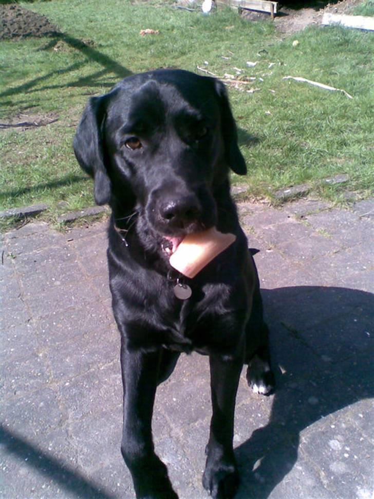 Labrador retriever dex billede 1