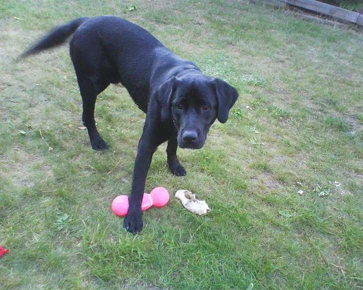 Labrador retriever dex billede 2