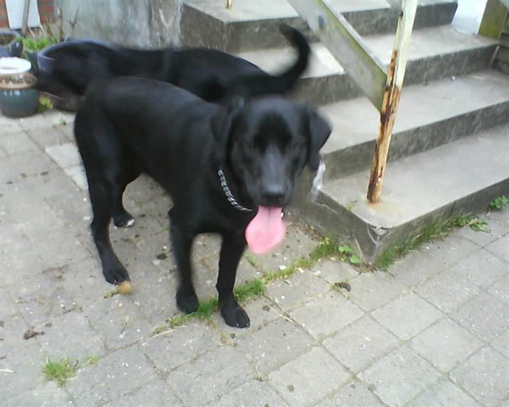 Labrador retriever dex billede 3