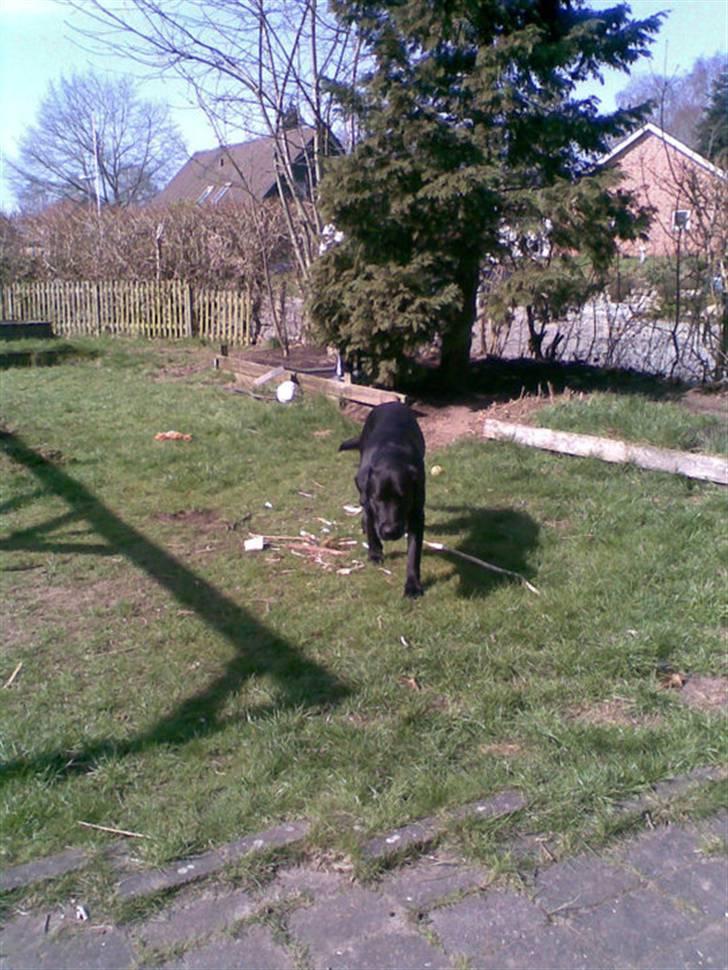 Labrador retriever dex billede 4