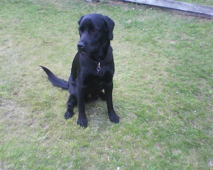 Labrador retriever dex billede 5