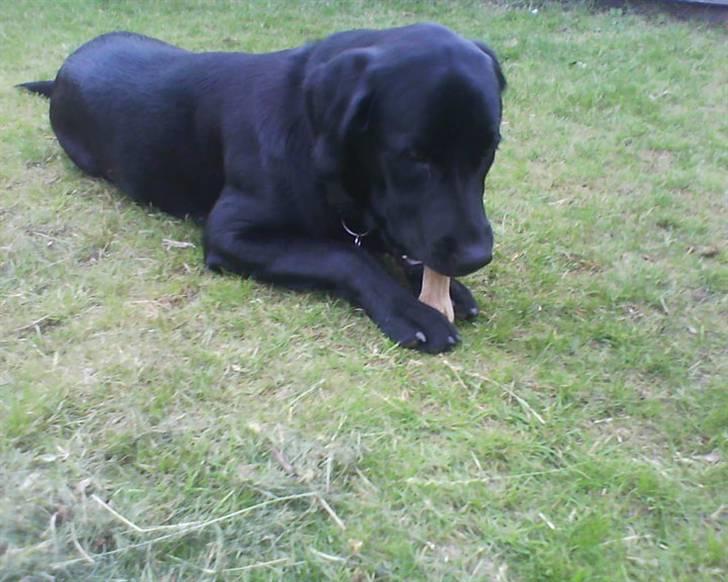 Labrador retriever dex billede 6