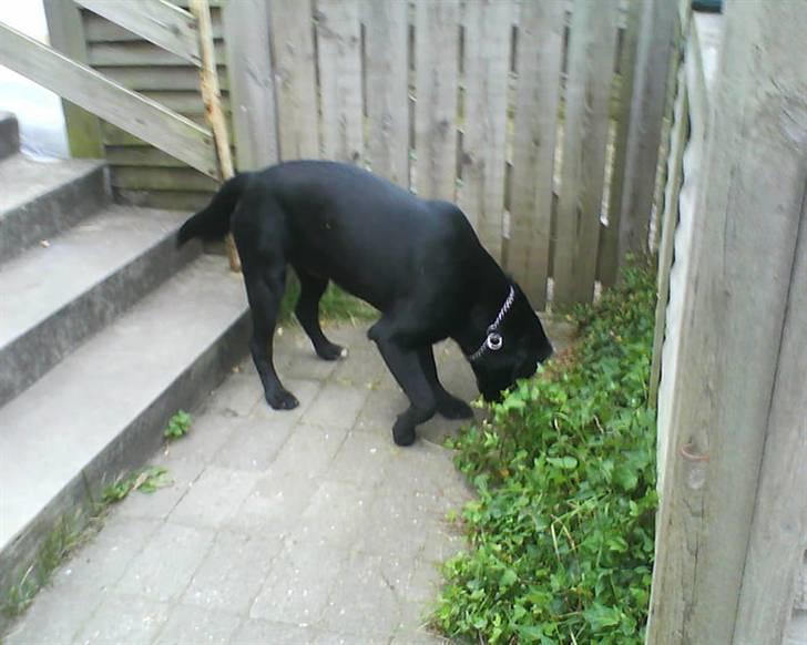 Labrador retriever dex billede 7