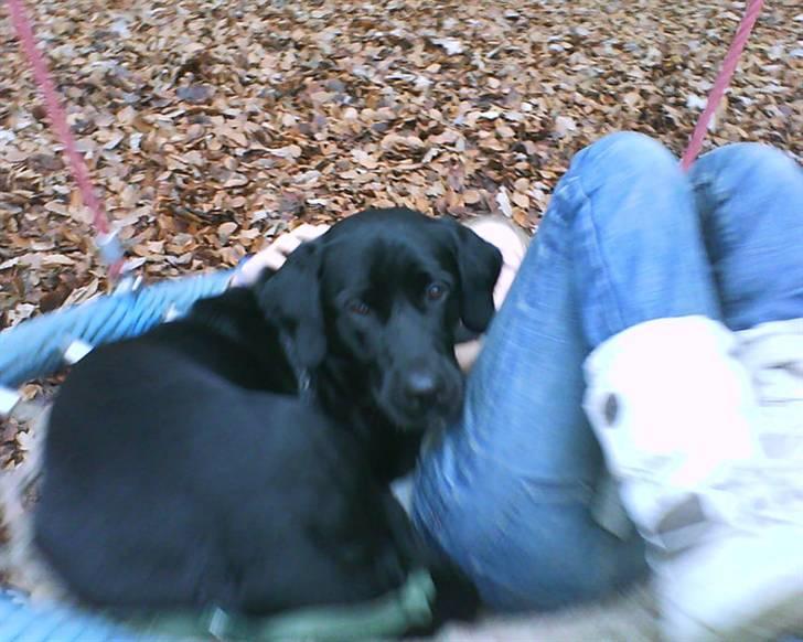 Labrador retriever dex - med i skole billede 8