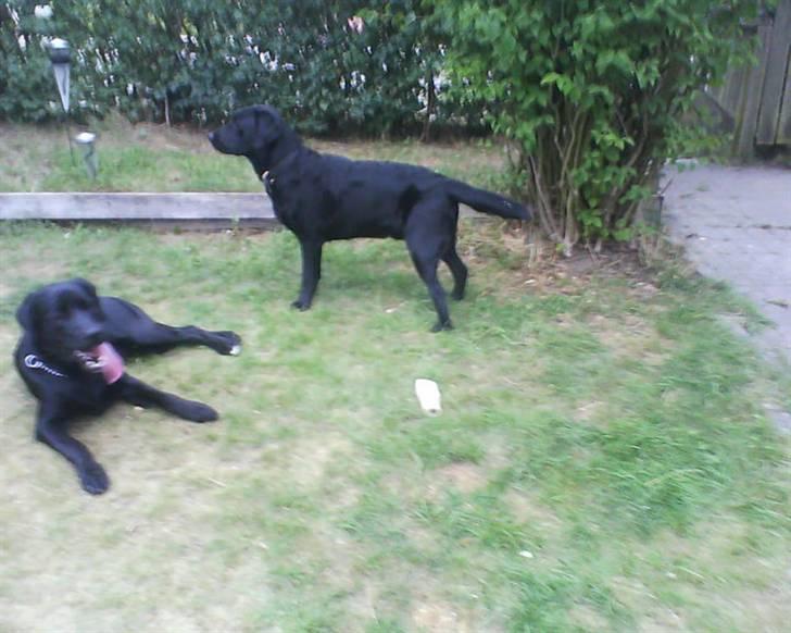 Labrador retriever dex - har en ven på besøg billede 9