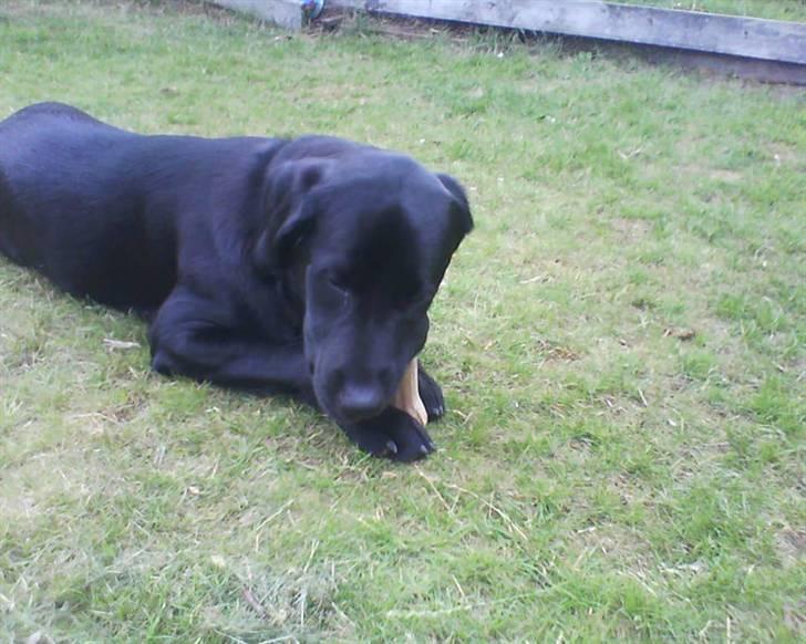 Labrador retriever dex billede 10