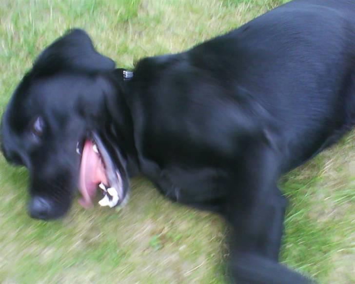 Labrador retriever dex billede 11