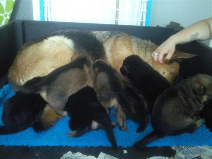 Schæferhund Jackson ** Himmelhund** - Her er jeg sammen med min mor , og alle mine brødre og søstre..  billede 2