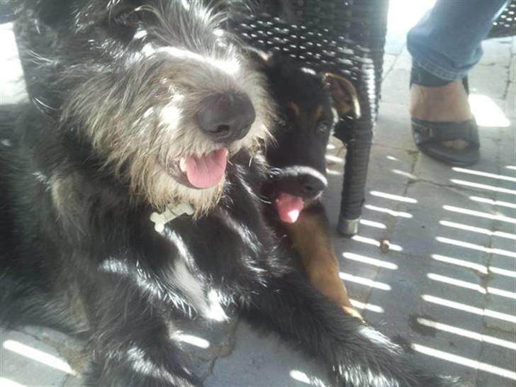 Schæferhund Jackson ** Himmelhund** - Her jeg med min veninde Lone.. Iiii hun er så sød :) billede 4