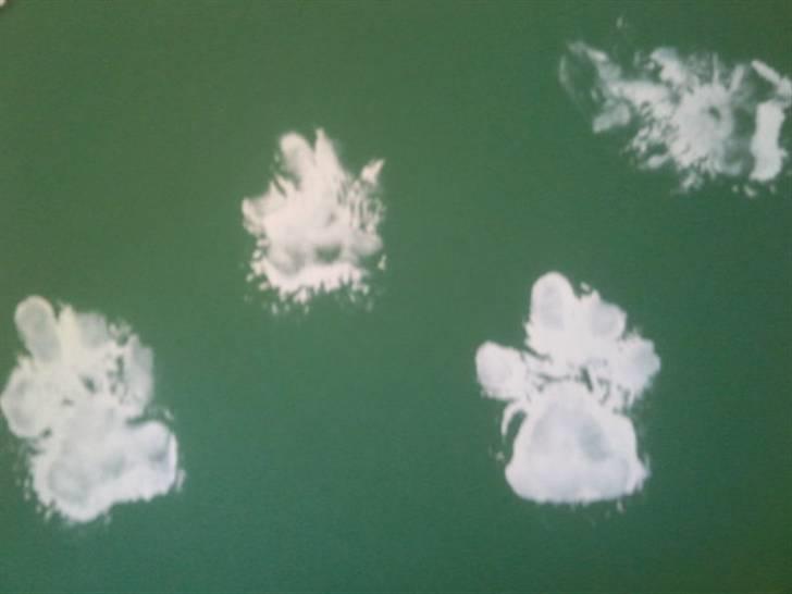 Schæferhund Jackson ** Himmelhund** - Mine poter, hvor jeg er 8 uger gammel ... billede 5